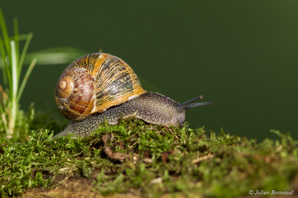 Petit-gris — Cornu aspersum (O.F. Müller, 1774)