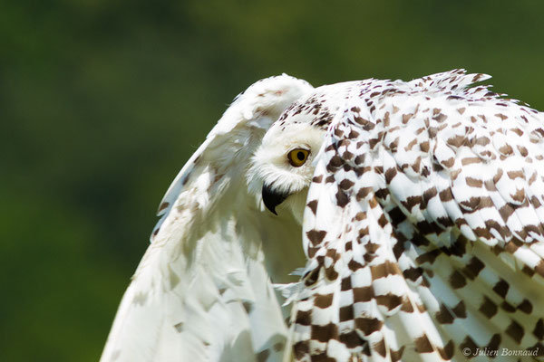 Harfang des neiges — Bubo scandiacus (Linnaeus, 1758), (Donjon des aigles, Baucens (65), France, le 15/07/2018)