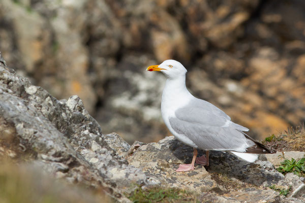 Goéland argenté — Larus argentatus Pontoppidan, 1763, (Cap Fréhel, Plévenon (22), France, le 06/07/2021)