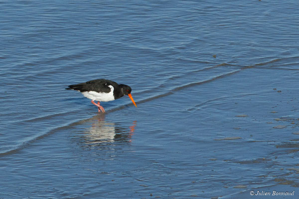 Huîtrier pie — Haematopus ostralegus Linnaeus, 1758, (Baie de Saint-Brieuc, Hillion (22), France, le 11/01/2018)