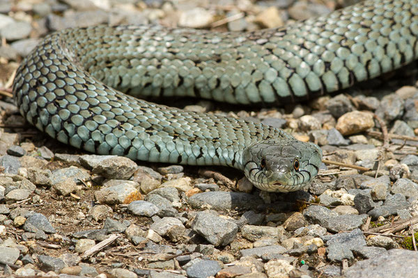Couleuvre helvétique — Natrix helvetica (Lacepède, 1789)