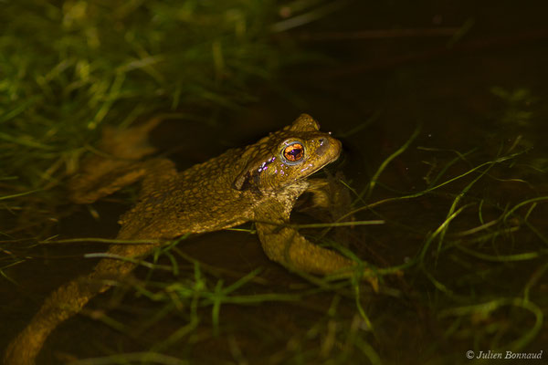 Crapaud épineux — Bufo spinosus (Daudin, 1803), (Duhort-Bachen (40), France, le 13/01/2019) 