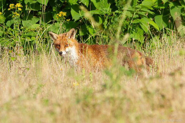 Renard roux — Vulpes vulpes (Linnaeus, 1758), (Mourenx (64), France, le 01/06/2022)