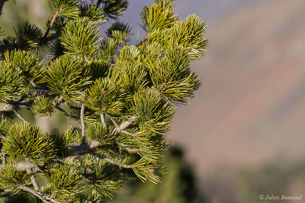 Pin à crochets — Pinus mugo subsp. uncinata (Ramond ex DC.) Domin, 1936, (La Pierre Saint Martin (64), France, le 07/12/2019)