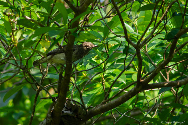 Cotinga pompadour — Xipholena punicea (Pallas, 1764)
