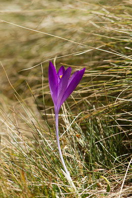 Crocus à fleurs nues — Crocus nudiflorus Sm., 1798