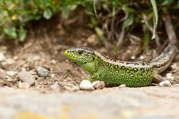 Lézard des souches — Lacerta agilis garzoni Palacios & Castraviejo, 1975
