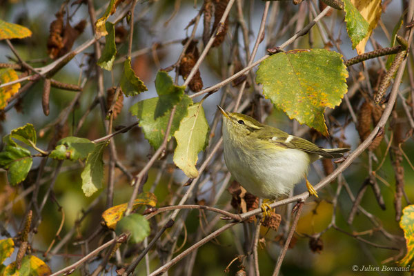 Pouillot à grands sourcils (Phylloscopus inornatus) (Hélioparc, Pau (64), France, le 18/12/2018)