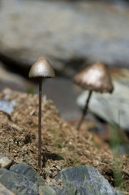 Panéole à marge dentée (Panaeolus sphinctrinus) (Hameau du Plan, Saint-Béat (31), France, le 26/06/2018)