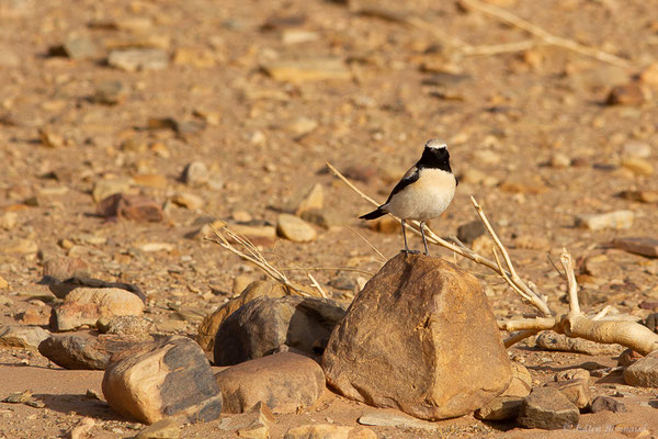 Traquet du désert — Oenanthe deserti (Temminck, 1825), (Parc national d'Iriqui (Souss-Massa-Draâ, Guelmim-Es Semara), Maroc, le 12/02/2023)
