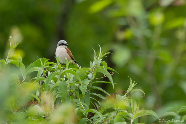 Pie-grièche écorcheur — Lanius collurio Linnaeus, 1758, (mâle adulte) (Bénéjacq (64), France, le 04/05/2018)