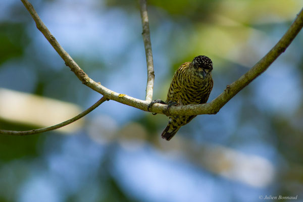 Picumne de Buffon — Picumnus exilis (Lichtenstein, 1823), (La Césarée, Macouria, Guyane, le 29/09/2017)