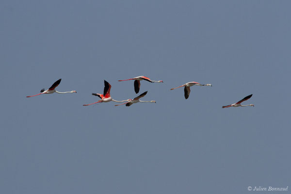 Flamant rose – Phoenicopterus roseus Pallas, 1811, (Ria Formosa (Faro), (Algarve), Portugal, le 01/09/2018)