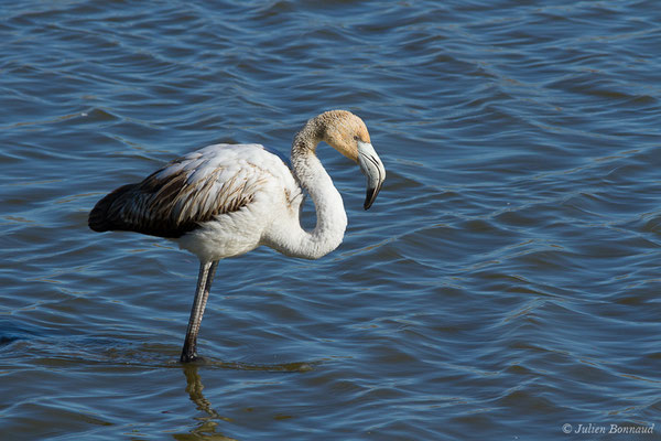 Flamant rose – Phoenicopterus roseus Pallas, 1811, (Parc ornithologique de Pont de Gau (13), France, le 20/02/2020)