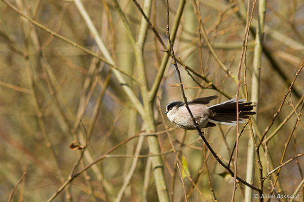 Orite à longue queue — Aegithalos caudatus (Linnaeus, 1758), (Pontivy (56), France, le 02/12/2017)