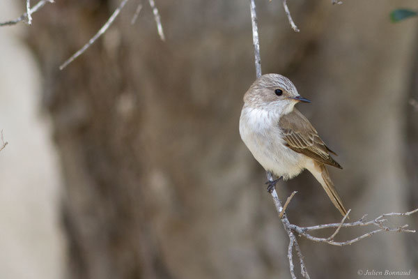Gobemouche tyrrhénien — Muscicapa tyrrhenica Schiebel, 1910