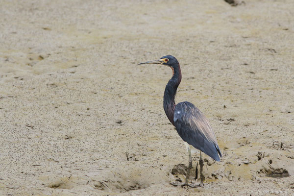 Aigrette tricolore — Egretta tricolor (Statius Müller, 1776), (adulte), (Dégrad des Cannes, Remire-montjoly, le 31/12/2015)