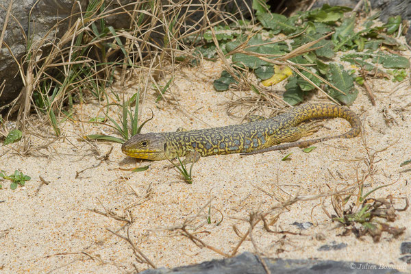 Lézard ocellé — Timon lepidus (Daudin, 1802), (femelle adulte) (Tarnos (64), France, le 13/03/2020)