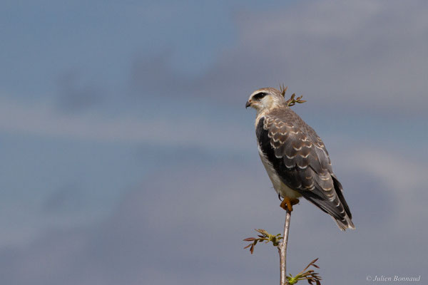Élanion blanc — Elanus caeruleus (Desfontaines, 1789), (juvénile), (Aignan (32), France), le 27/05/2025)