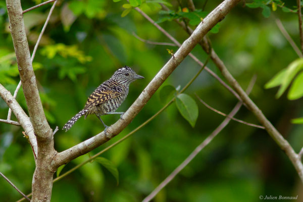 Batara rayé — Thamnophilus doliatus (Linnaeus, 1764), (mâle juvénile), (Saint-Laurent-du-Maroni, Guyane, le 22/12/2016)