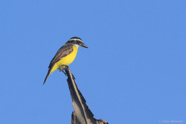 Tyran quiquivi — Pitangus sulphuratus (Linnaeus, 1766)