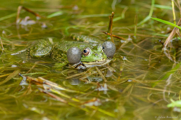 Grenouille de Graf — Pelophylax kl. grafi (Crochet, Dubois, Ohler & Tunner, 1995), (mâle adulte chanteur), (Lons (64), France, le 29/04/2022)
