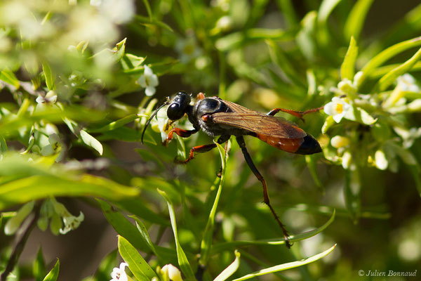 Sphex funerarius Gussakovskij, 1934, (Sartène (2A), France, le 05/09/2019)