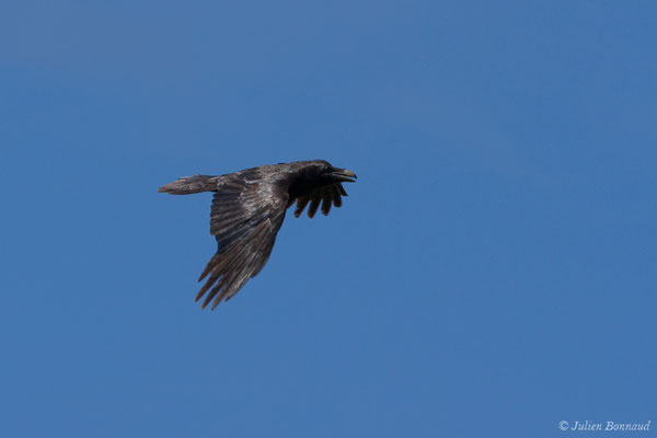 Grand Corbeau — Corvus corax Linnaeus, 1758, (Pihourc, Saint-Godens (31), France, le 21/05/2018)