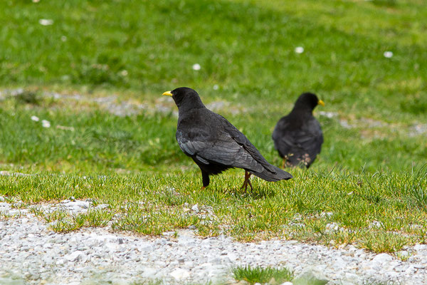 Chocard à bec jaune — Pyrrhocorax graculus (Linnaeus, 1758), (La Pierre Saint Martin, Arette (64), France, le 15/05/2022)