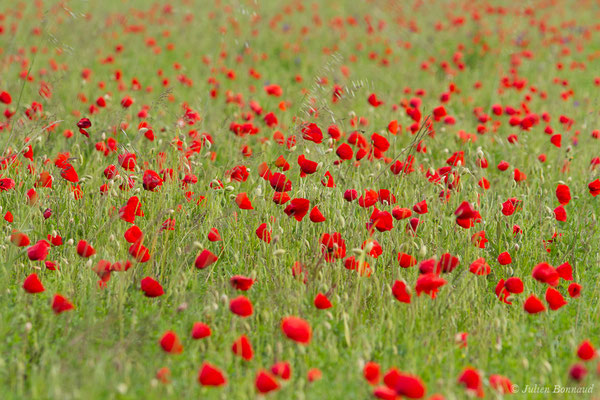 Coquelicot — Papaver rhoeas L., 1753, (Anglade (33), France, le 09/05/2019)