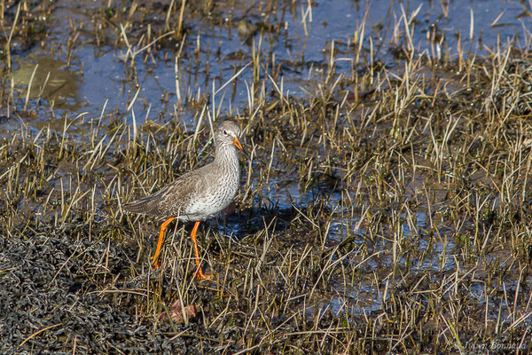 Chevalier gambette — Tringa totanus (Linnaeus, 1758), (adulte en plumage internuptial) (Parc écologique Plaiaundi, Irun, Espagne, le 20/12/2020)