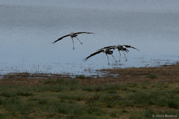 Grue cendrée – Grus grus (Linnaeus, 1758), (réserve des barthes de Saint-Martin-de-Seignanx (64), France, le 19/01/2019)