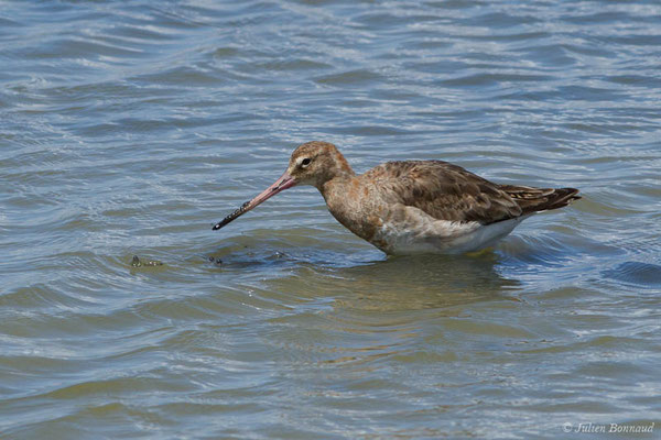 Barge à queue noire — Limosa limosa (Linnaeus, 1758), (réserve ornithologique du Teich (33), France, le 23/05/2021)