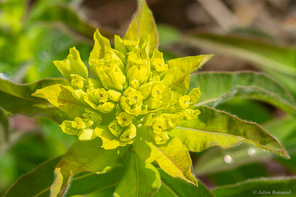 Euphorbe d'Illyrie — Euphorbia illirica Lam., 1788, (Saint-Médard-d'Eyrans (33), France, le 31/03/2022)