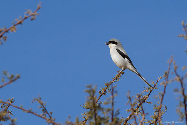Pie-grièche grise — Lanius excubitor Linnaeus, 1758, (Tata (Souss-Massa), Maroc, le 08/02/2023)