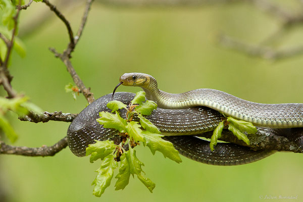 Couleuvre d'Esculape — Zamenis longissimus (Laurenti, 1768)