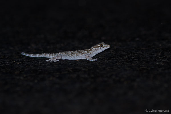 Tarente de Maurétanie — Tarentola mauritanica (Linnaeus, 1758), (Parque Natural de la Sierra de Andújar (Andalousie), Espagne,le 10/08/2020)