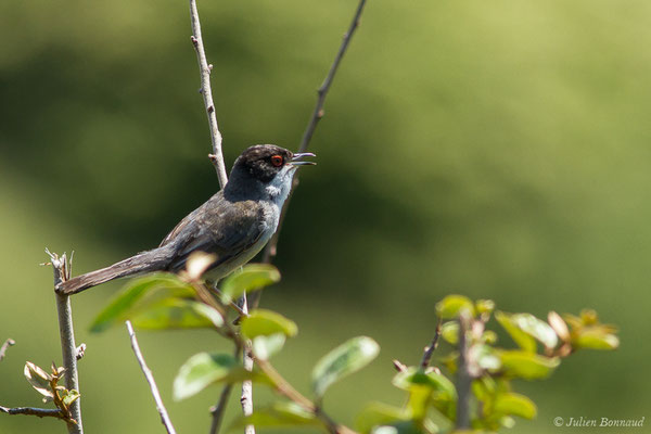 Fauvette mélanocéphale — Curruca melanocephala (Gmelin, JF, 1789), (mâle adulte) (Bidart (64), France, le 22/05/2019)