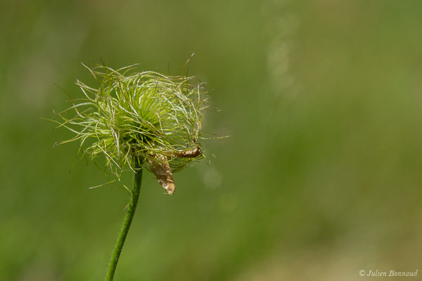 Benoite des montagnes — Geum montanum L., 1753, (lac d'Ayous, Laruns (64), France, le 13/07/2019)