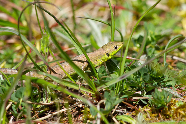 Lézard à deux raies — Lacerta bilineata (Daudin, 1802)