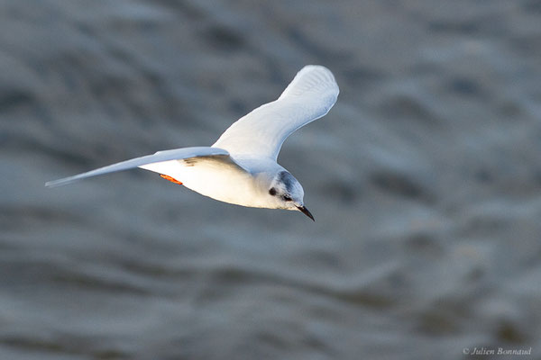 Mouette pygmée — Hydrocoloeus minutus (Pallas, 1776), (Capbreton (40), France, le 02/12/2022)