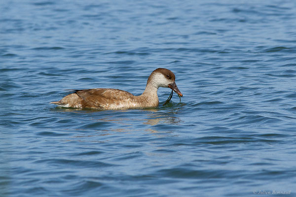 Nette rousse — Netta rufina (Pallas, 1773), (Parc Naturel du Delta de l'Ebre (Catalogne), Espagne, le 05/06/2022)