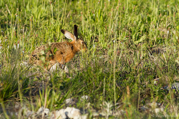 Lièvre d'Europe — Lepus europaeus Pallas, 1778