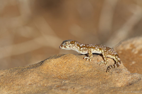 Sténodactyle de Maurétanie — Stenodactylus mauritanicus Guichenot, 1850