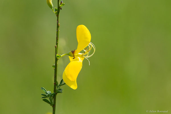 Genêt à balais — Cytisus scoparius (L.) Link, 1822