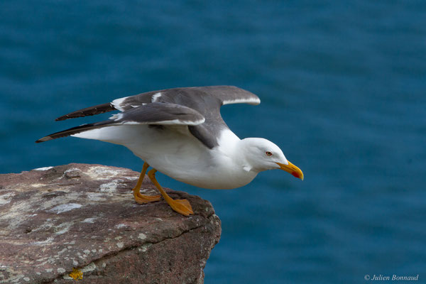 Goéland brun — Larus fuscus Linnaeus, 1758, (Cap Fréhel, Plévenon (22), France, le 06/07/2021)