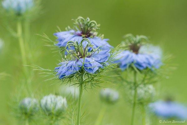 Nigelle de Damas, Herbe de Capucin — Nigella damascena L., 1753