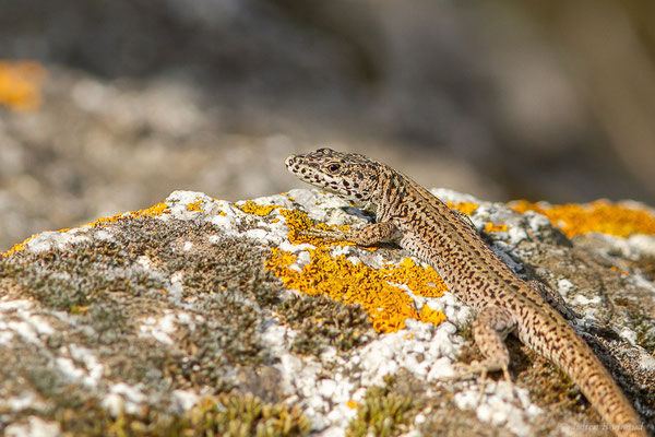 Lézard catalan — Podarcis liolepis (Boulenger, 1905)