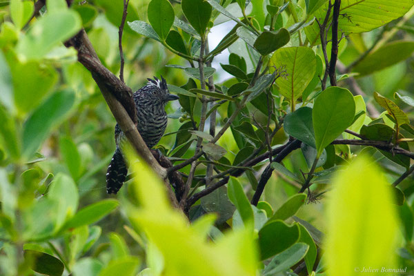 Batara rayé — Thamnophilus doliatus (Linnaeus, 1764), (mâle adulte), (Lac de Petit-Saut, Sinnamary, Guyane, le 04/08/2016)