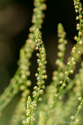 Réséda jaune — Reseda lutea L., 1753, (Sers (65), France, le 23/06/2020)